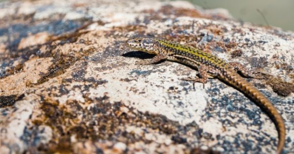 La Lucertola Muraiola — DC CUDA, Ticino